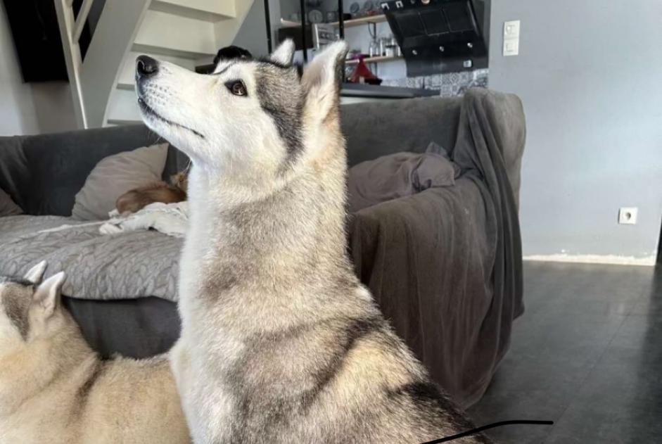 Vermisstmeldung Hund  Weiblich , 4 jahre Hénon Frankreich