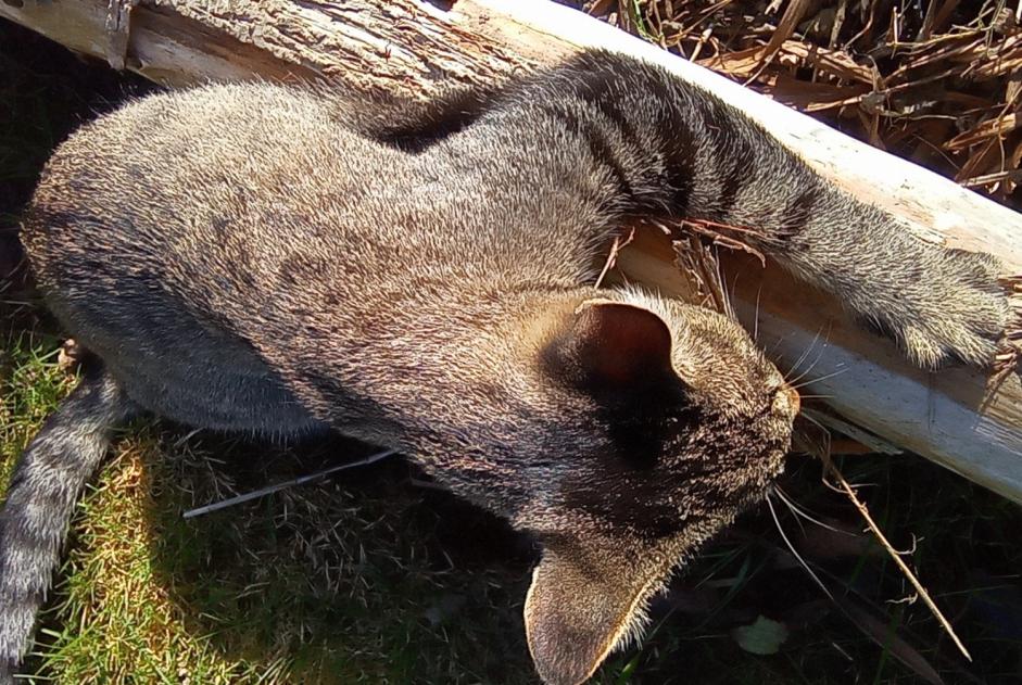 Vermisstmeldung Katze rassenmischung Männliche , 5 jahre Trégueux Frankreich