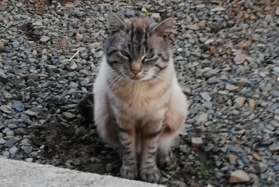 Disappearance alert Cat  Male , 5 years Lanvollon France