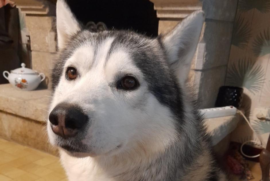 Disappearance alert Dog Male , 5 years Le Mené France Disappearance alert Dog Male , 5 years Le Mené France