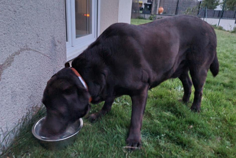 Avviso Ritrovamento Cane Maschio Ploufragan Francia Avviso Ritrovamento Cane Maschio Ploufragan Francia